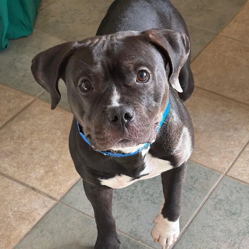 An adult medium-sized male Black Mixed Breed dog named Rudy for adoption in Chattanooga, TN