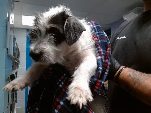 A young small-sized male Fox Terrier dog named Scratchy for adoption in Albuquerque, NM
