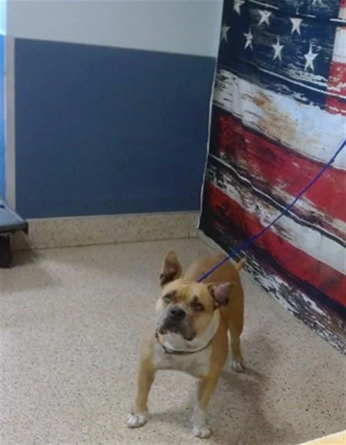 An adult large-sized female American Bulldog dog named Cutie for adoption in Miami, FL