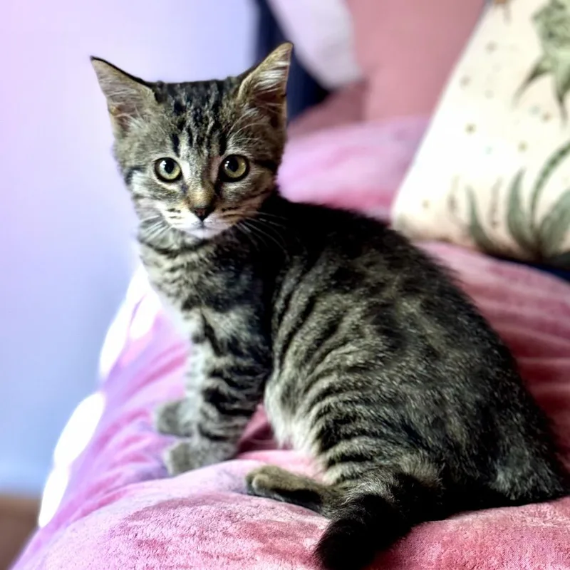 A baby small-sized female Brown / Chocolate Domestic Short Hair cat named Tiger Lily for adoption in Long Beach, CA