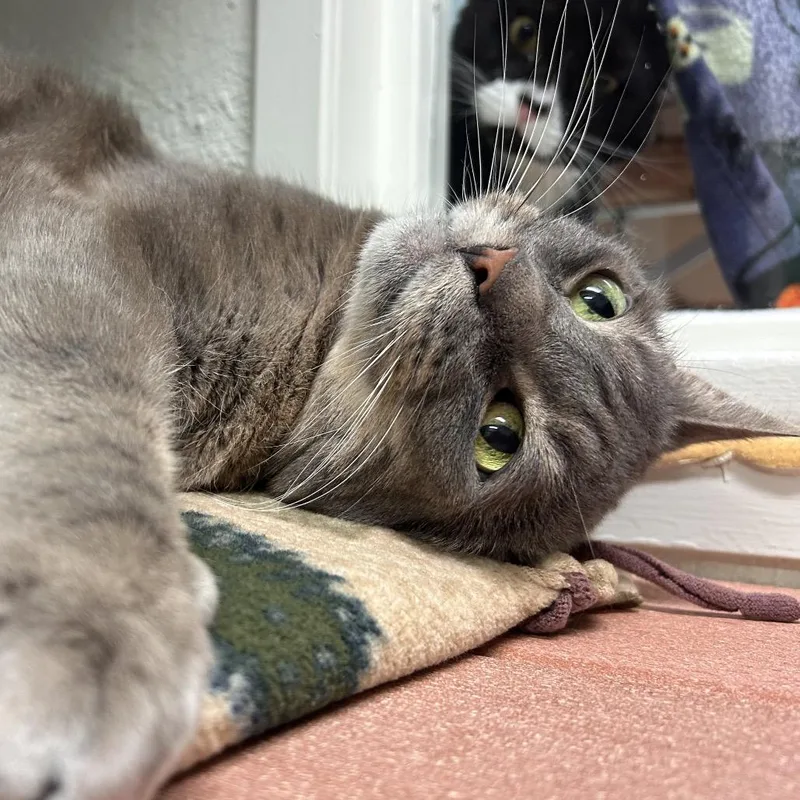 An adult large-sized male Gray / Blue / Silver Domestic Short Hair cat named Peter La Fleur for adoption in Fresno, CA