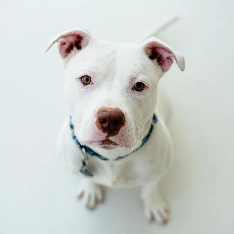 An adult medium-sized female White / Cream American Staffordshire Terrier dog named Eve for adoption in Warwick, RI
