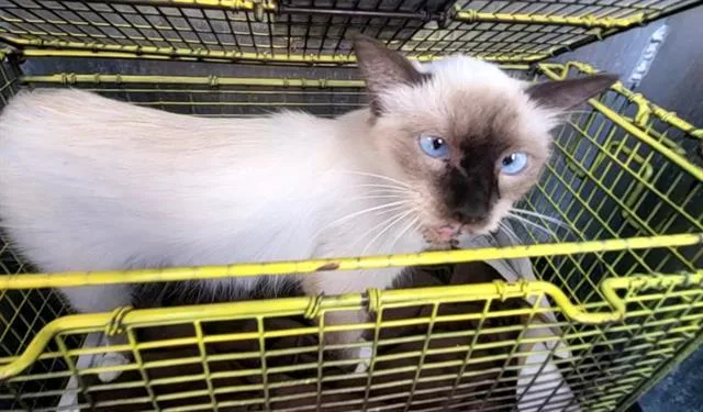 A young small-sized female Siamese cat named Purrnelope for adoption in San Antonio, TX