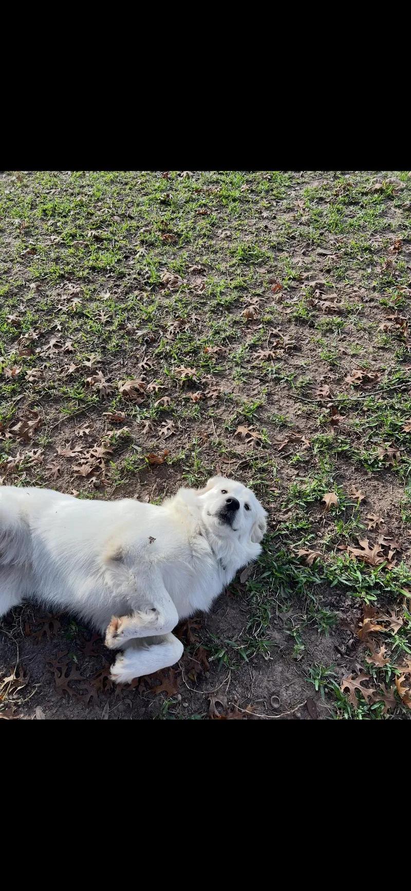 Jetta Htx thumbnail 4