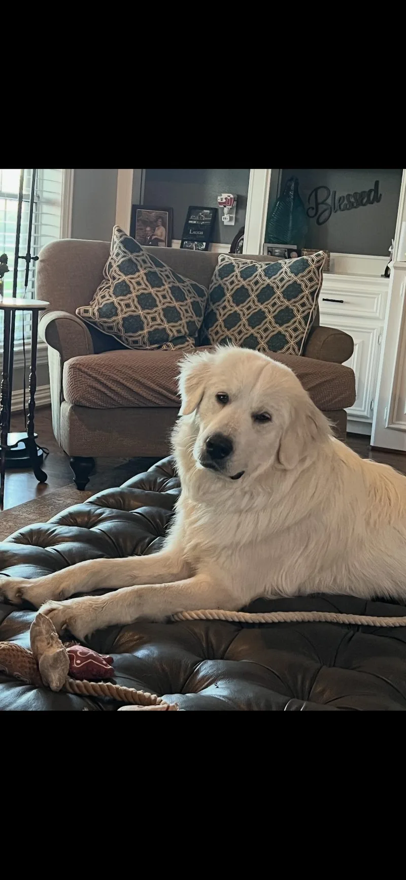 Jetta Htx thumbnail 5