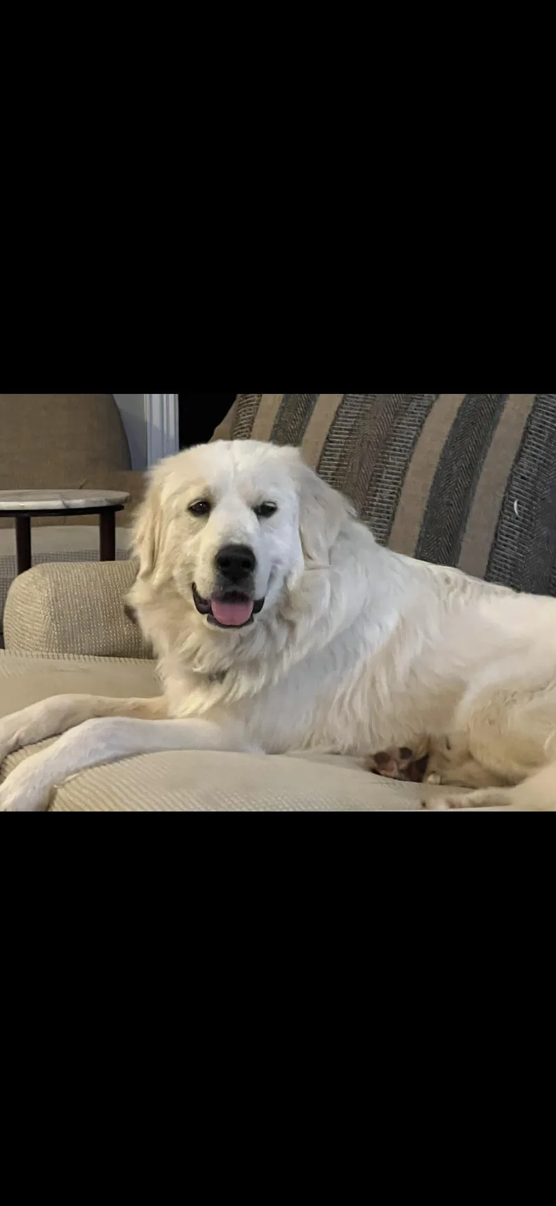 Jetta Htx thumbnail 6