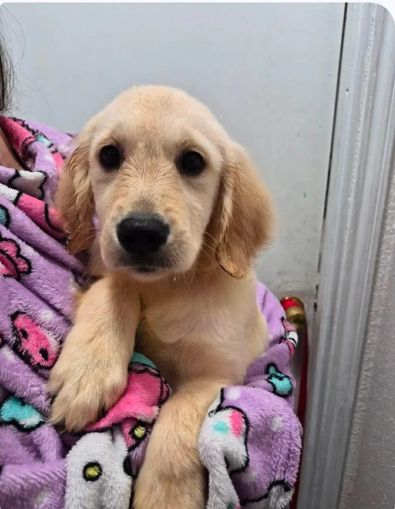 A baby medium-sized female Golden Retriever dog named Malibu for adoption in Houston, TX