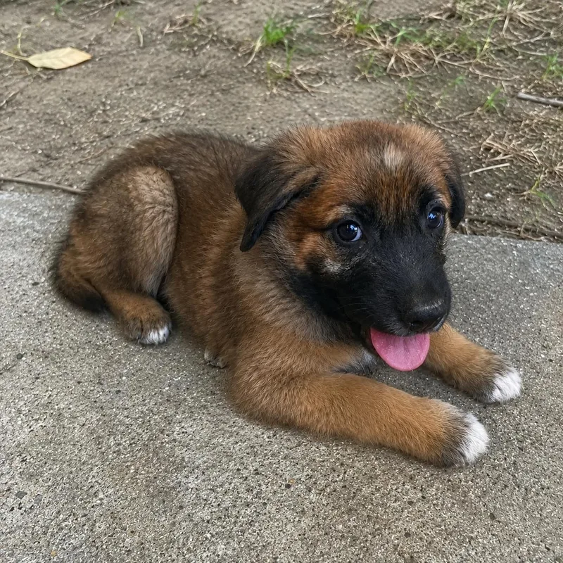 A baby medium-sized male Tricolor (Brown, Black, & White) Mixed Breed dog named Ace for adoption in Hillsborough, NJ