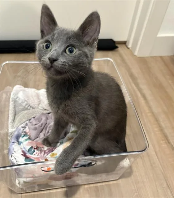 A baby small-sized female Domestic Short Hair cat named Ash for adoption in Sacramento, CA