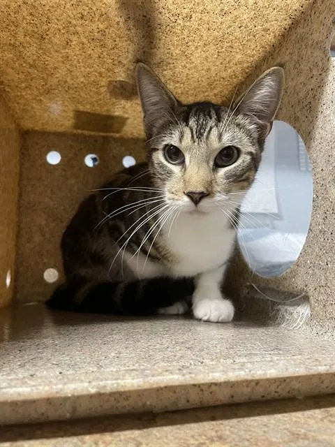 A young small-sized male Domestic Short Hair cat named Jonny Cat for adoption in Tallahassee, FL