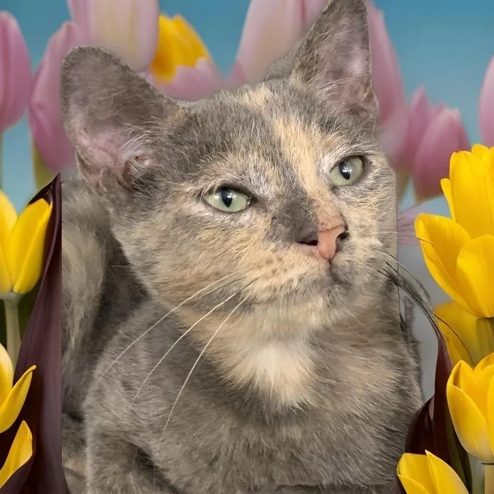 A baby small-sized female Gray / Blue / Silver Domestic Short Hair cat named Gretel for adoption in Dallas, TX