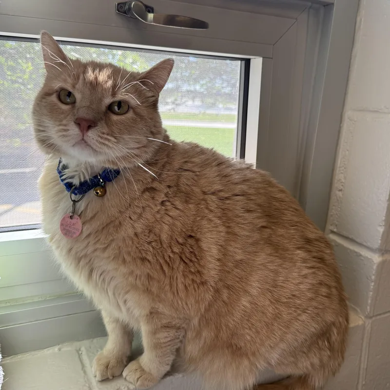 An adult large-sized female Domestic Short Hair cat named Tina for adoption in Kearney, NE