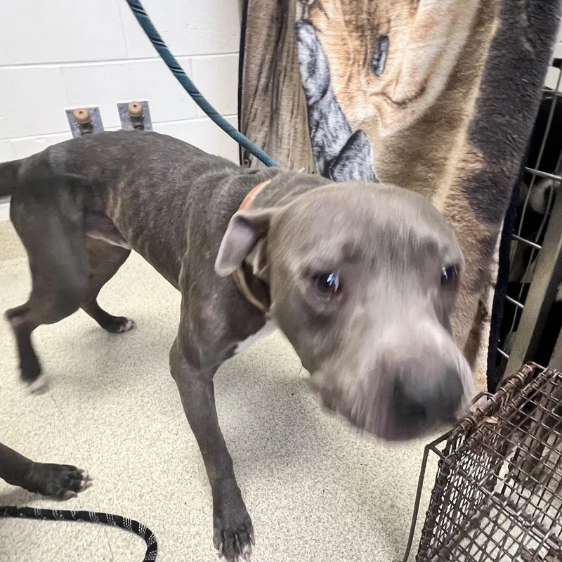 An adult medium-sized male Gray / Blue / Silver Mixed Breed dog named Watson for adoption in Windsor, VA