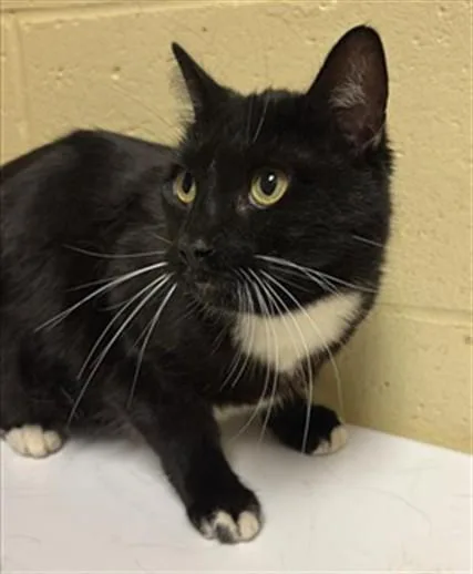 An adult medium-sized female Domestic Short Hair cat named Blackie for adoption in Sacramento, CA