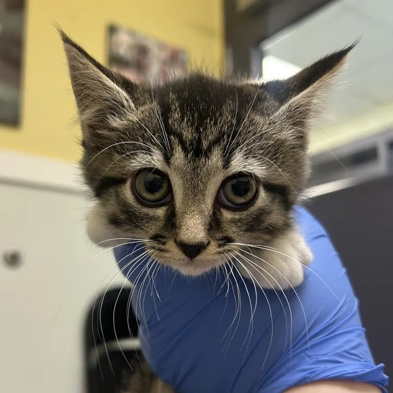 A baby small-sized female Brown / Chocolate Domestic Short Hair cat named Moo for adoption in Charlottesville, VA