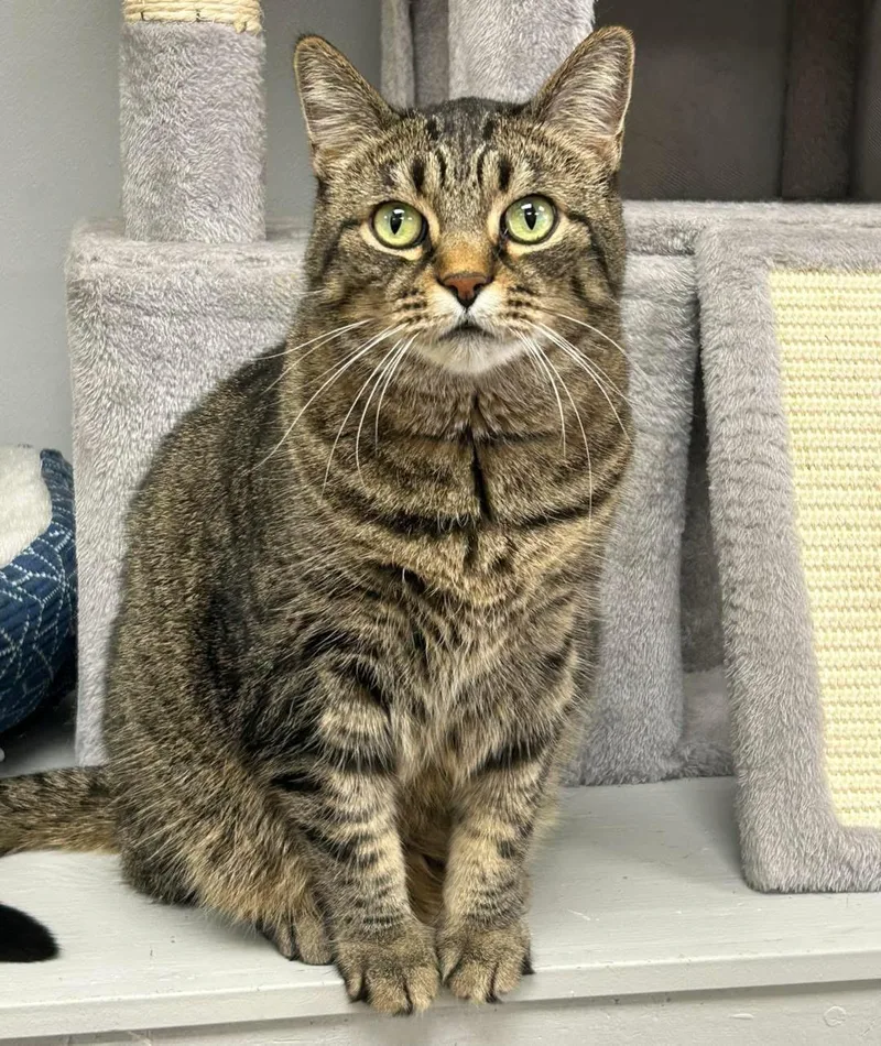 An adult medium-sized female Tabby (Brown / Chocolate) Domestic Short Hair cat named Tater for adoption in Momence, IL
