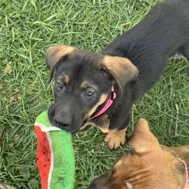 A baby large-sized female Black German Shepherd Dog named Raven for adoption in Byron, IL