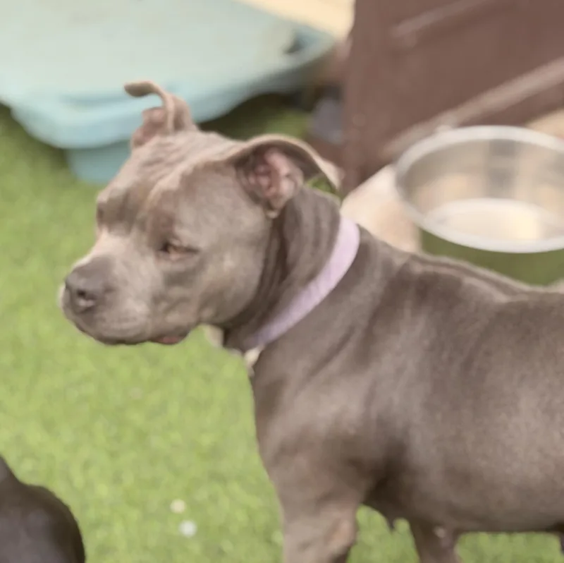Mama Violet thumbnail 2