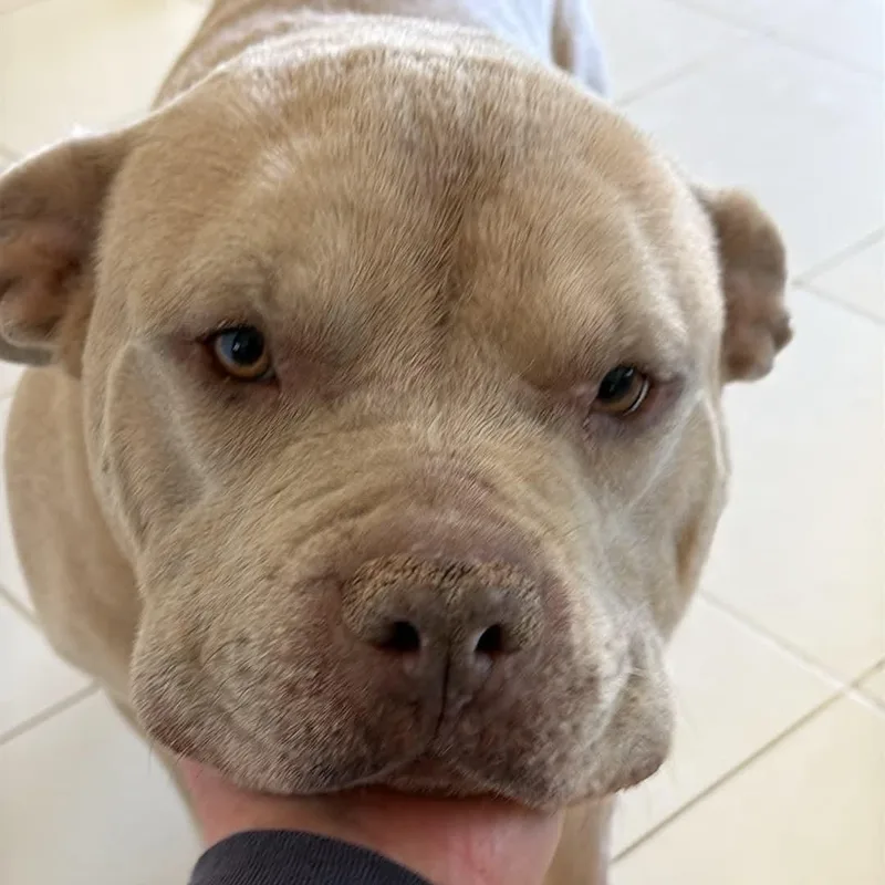 An adult large-sized male Apricot / Beige Pit Bull Terrier dog named Zeus for adoption in Westland, MI