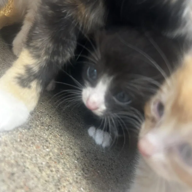 A baby small-sized male Black Domestic Short Hair cat named Nuschi for adoption in Philadelphia, PA