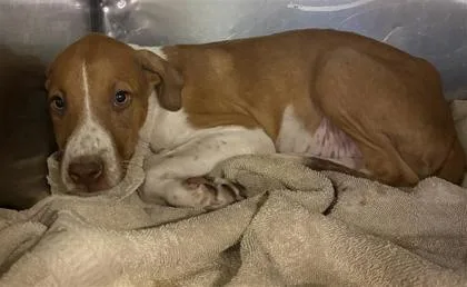 A baby small-sized female Brown / Chocolate Mixed Breed dog named 61584916 for adoption in El Paso, TX