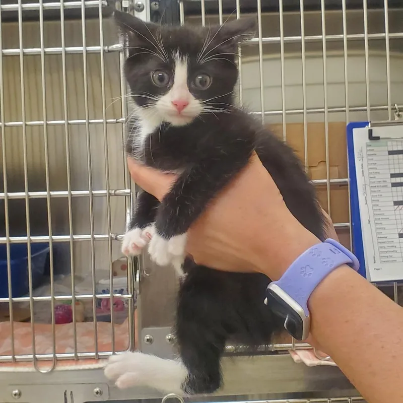 A baby small-sized female Black Domestic Short Hair cat named Donna Meagle for adoption in Novelty, OH