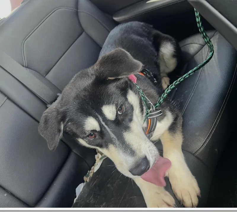 A young medium-sized female Husky dog named Nyx for adoption in Houston, TX