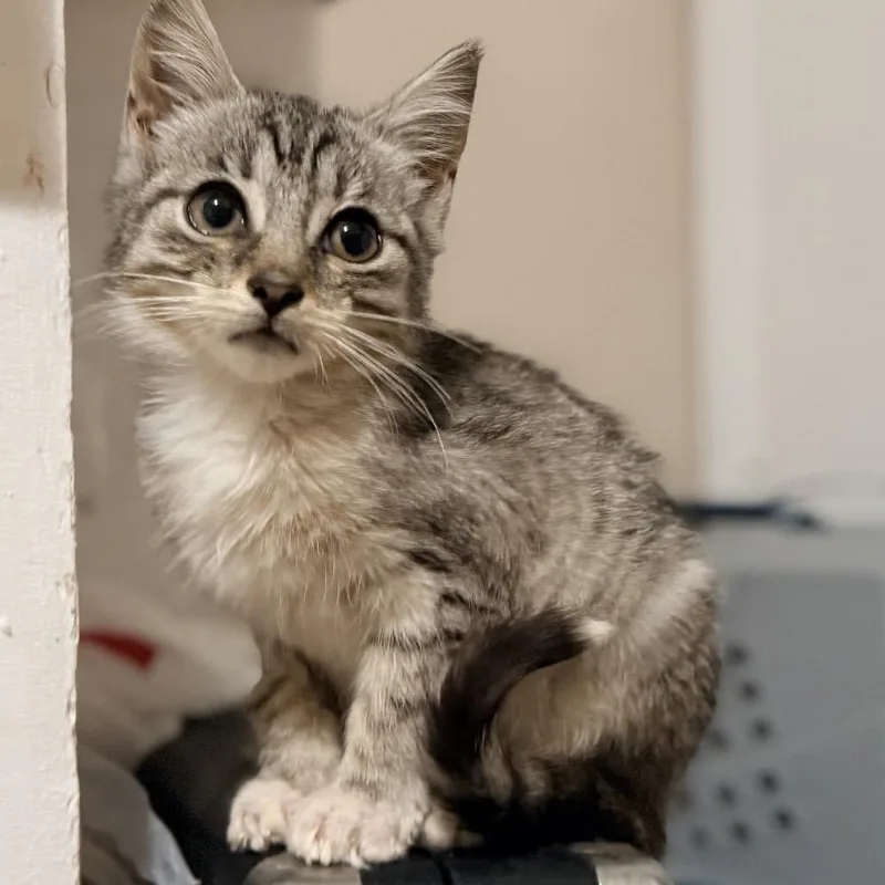A baby small-sized female Brown / Chocolate Domestic Medium Hair cat named Big Arch for adoption in Charleston, WV