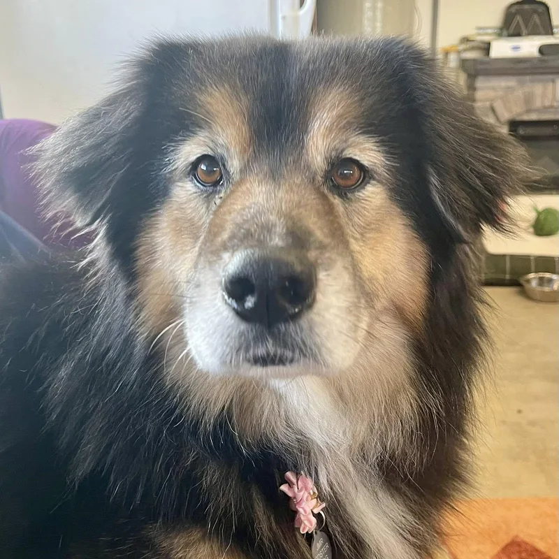 A senior medium-sized female Australian Shepherd dog named Fiona for adoption in Ellensburg, WA