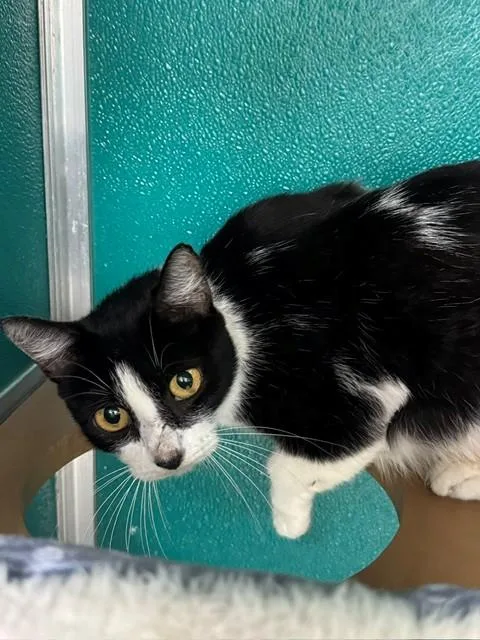 A young medium-sized female Domestic Short Hair cat named Bella for adoption in Naples, FL