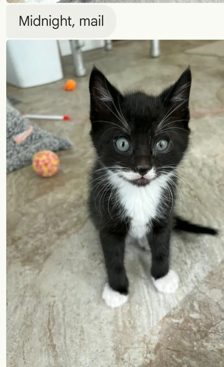 A young small-sized male Domestic Short Hair cat named Midnight for adoption in Canton, CT