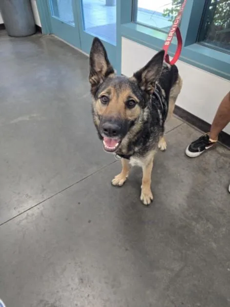 An adult large-sized female German Shepherd Dog dog named Kira for adoption in Chatsworth, CA