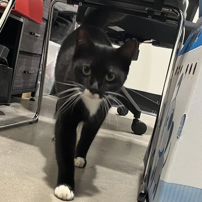 An adult large-sized male Domestic Medium Hair cat named Romeo for adoption in Tampa, FL