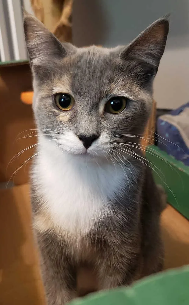 A young small-sized female Gray / Blue / Silver Domestic Medium Hair cat named Magical Pegasus for adoption in Mount Laurel, NJ