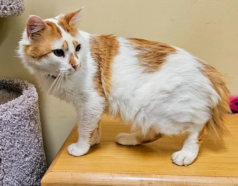 An adult medium-sized male Domestic Medium Hair cat named Biscotti for adoption in Salt Lake City, UT