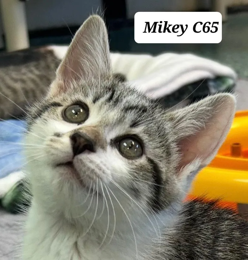 A baby medium-sized male Tabby (Brown / Chocolate) Domestic Short Hair cat named Mikey for adoption in Morganton, NC
