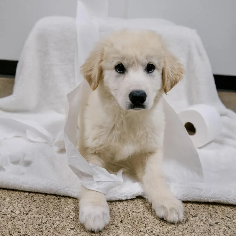 A baby large-sized female Great Pyrenees dog named Charmin for adoption in Valparaiso, IN