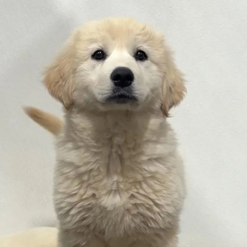 Charmin thumbnail 2