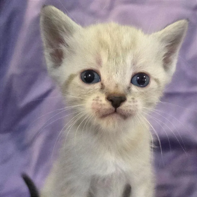 A baby small-sized female Siamese cat named Sand for adoption in Webster, TX
