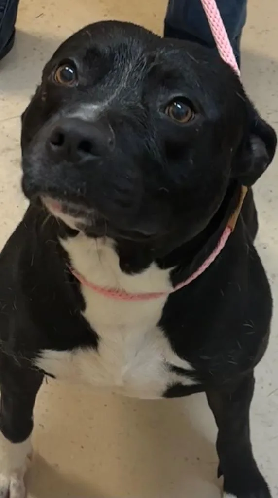 An adult large-sized male Staffordshire Bull Terrier dog named Wild Bill for adoption in Elizabethton, TN