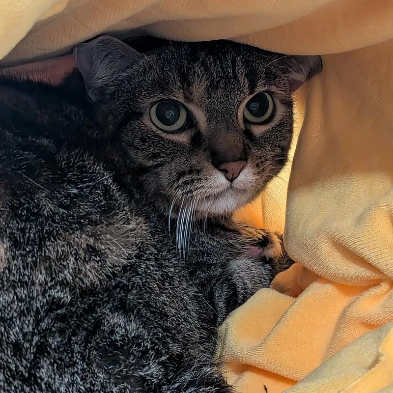 A senior medium-sized female Black Domestic Short Hair cat named Zip for adoption in Leander, TX