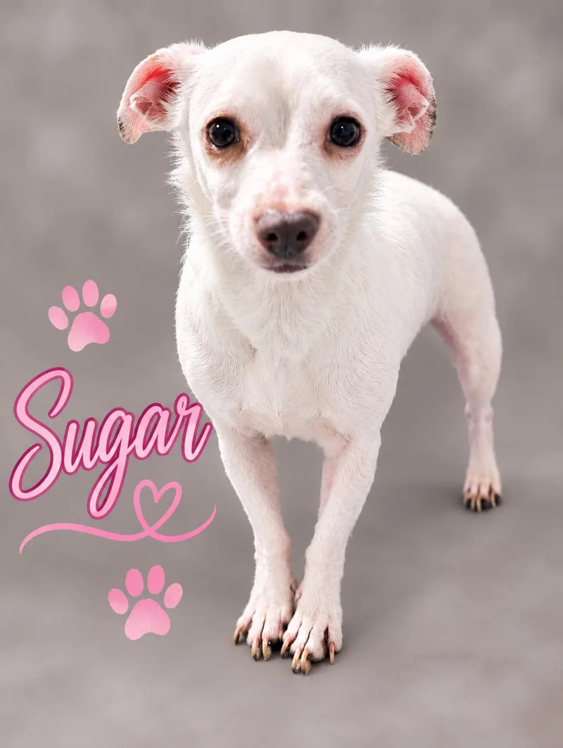 Sugar thumbnail 3