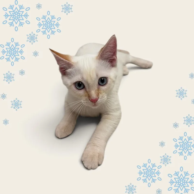 A baby large-sized male White Domestic Short Hair cat named Snowball  sweet and for adoption in Austin, TX