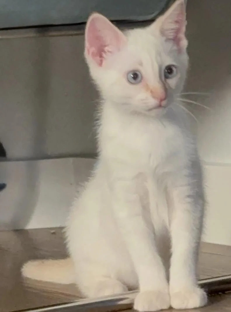 Snowball  sweet and thumbnail 5