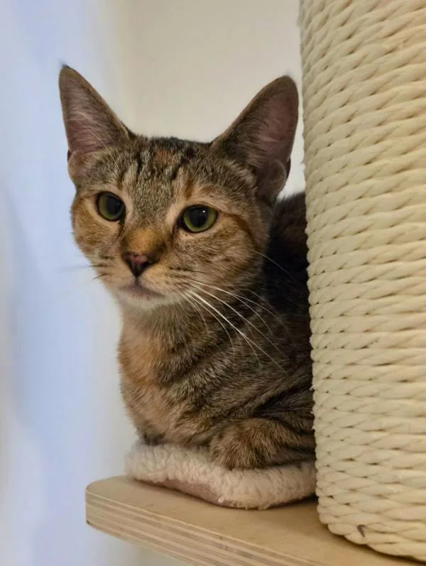A young small-sized female Domestic Short Hair cat named Parmida for adoption in Novato, CA