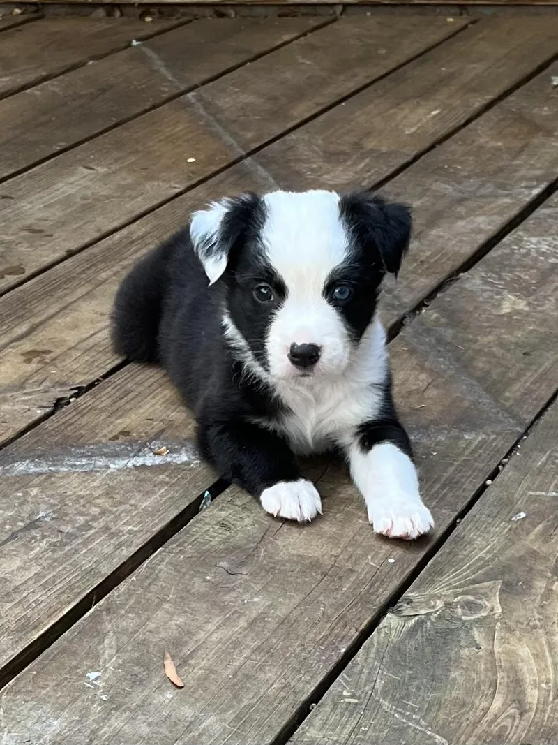 A baby medium-sized female Black Border Collie dog named Panda for adoption in Greensboro, GA
