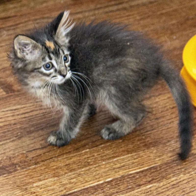 A baby small-sized female Torbie Domestic Short Hair cat named Anastasia for adoption in Wichita, KS