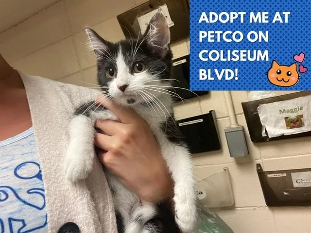 A baby small-sized male Domestic Short Hair cat named Oggie for adoption in Fort Wayne, IN