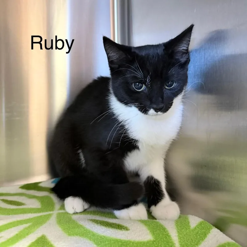 A baby small-sized female Black Domestic Short Hair cat named Ruby for adoption in Knoxville, TN