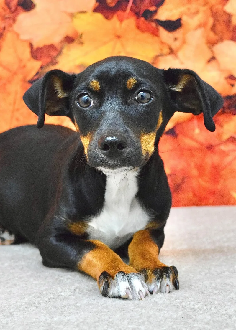 A baby small-sized male Terrier dog named Louie for adoption in Dublin, CA